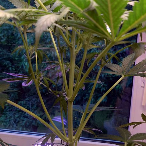 Dosi growlog timeline photo