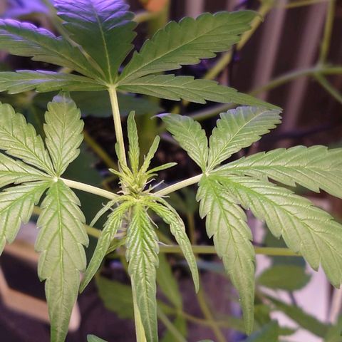Dosi growlog timeline photo