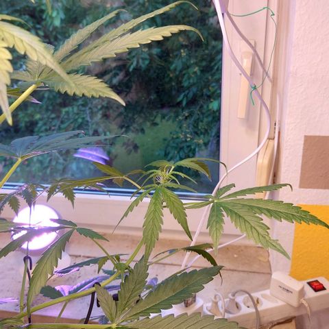 Dosi growlog timeline photo