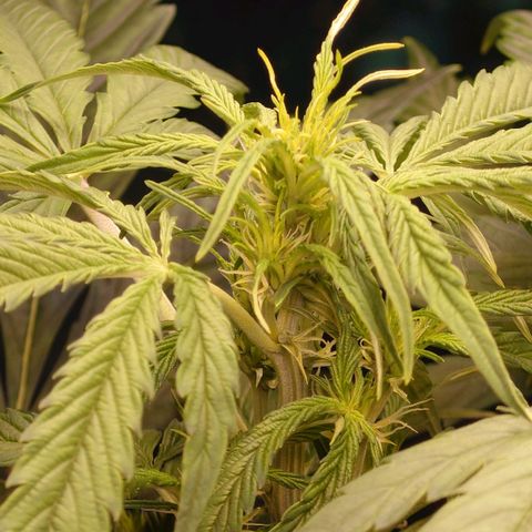 Dosi growlog timeline photo