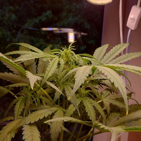 Dosi growlog timeline photo