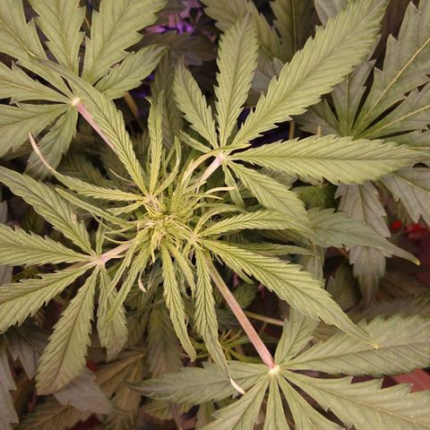 Dosi growlog timeline photo
