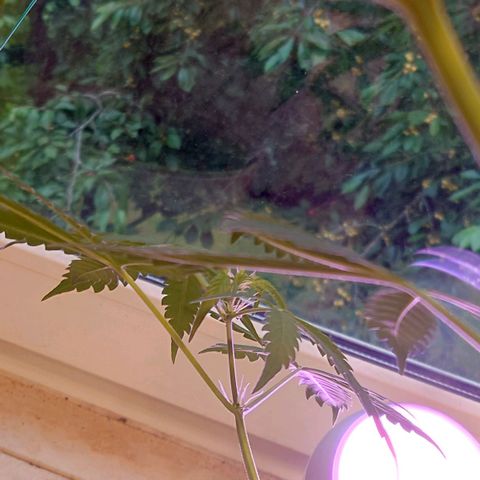 Dosi growlog timeline photo