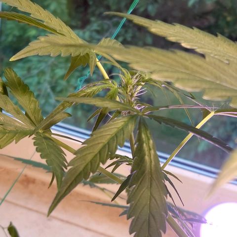 Dosi growlog timeline photo