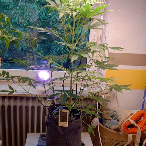 Dosi growlog timeline photo