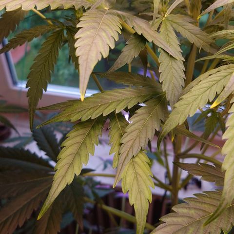 Dosi growlog photo: Bei Dosi hat sich leider ein Nährstoffmangel entwickelt. Wahrscheinlich zu wenig Magnesium.
Hab nu ein pH-Messgerät, Calmag, pH- und Biobizz Bloom gekauft. Ab Samstag wird Mg zugesetzt, ab Donnerstag gedüngt. Ich hoffe sie erholt sich. 