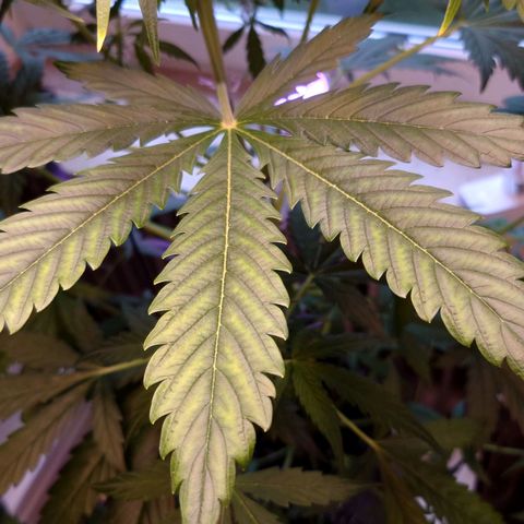 Dosi growlog photo: Bei Dosi hat sich leider ein Nährstoffmangel entwickelt. Wahrscheinlich zu wenig Magnesium.
Hab nu ein pH-Messgerät, Calmag, pH- und Biobizz Bloom gekauft. Ab Samstag wird Mg zugesetzt, ab Donnerstag gedüngt. Ich hoffe sie erholt sich. 