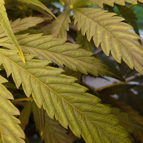 Dosi growlog photo: Bei Dosi hat sich leider ein Nährstoffmangel entwickelt. Wahrscheinlich zu wenig Magnesium.
Hab nu ein pH-Messgerät, Calmag, pH- und Biobizz Bloom gekauft. Ab Samstag wird Mg zugesetzt, ab Donnerstag gedüngt. Ich hoffe sie erholt sich. 