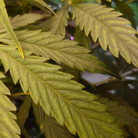 Dosi growlog photo: Bei Dosi hat sich leider ein Nährstoffmangel entwickelt. Wahrscheinlich zu wenig Magnesium.
Hab nu ein pH-Messgerät, Calmag, pH- und Biobizz Bloom gekauft. Ab Samstag wird Mg zugesetzt, ab Donnerstag gedüngt. Ich hoffe sie erholt sich. 