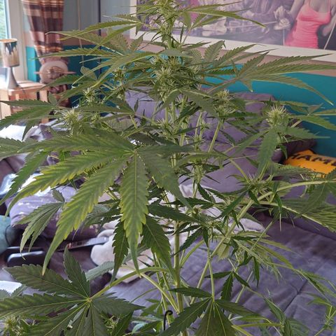 Dosi growlog photo: Ab heute gibt es Biobizz Bloom.
Der Mg-Mangel scheint sich zumindest nicht verstärkt zu haben.