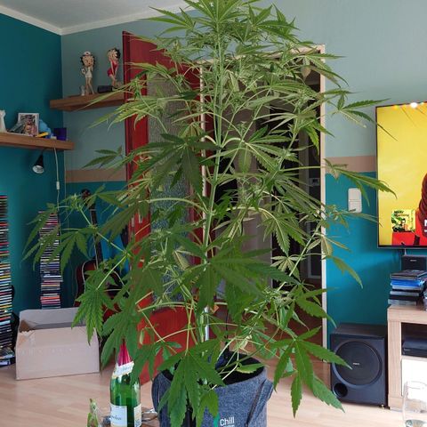 Dosi growlog photo: Ab heute gibt es Biobizz Bloom.
Der Mg-Mangel scheint sich zumindest nicht verstärkt zu haben.