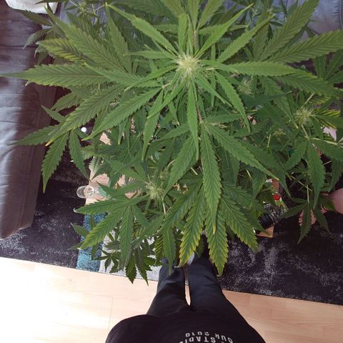 Dosi growlog photo: Ab heute gibt es Biobizz Bloom.
Der Mg-Mangel scheint sich zumindest nicht verstärkt zu haben.