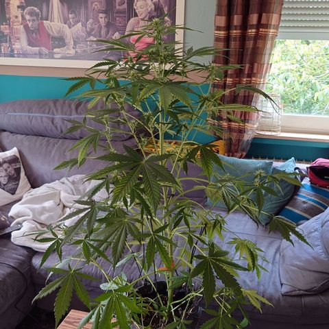 Dosi growlog photo: Ab heute gibt es Biobizz Bloom.
Der Mg-Mangel scheint sich zumindest nicht verstärkt zu haben.