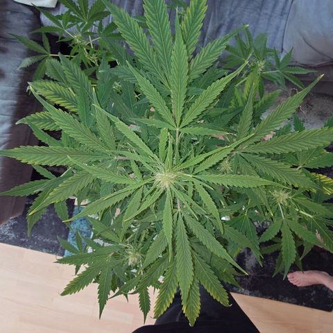 Dosi growlog photo: Ab heute gibt es Biobizz Bloom.
Der Mg-Mangel scheint sich zumindest nicht verstärkt zu haben.