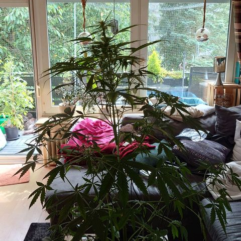 Dosi growlog photo: Ab heute gibt es Biobizz Bloom.
Der Mg-Mangel scheint sich zumindest nicht verstärkt zu haben.