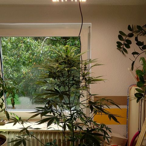 Dosi growlog timeline photo