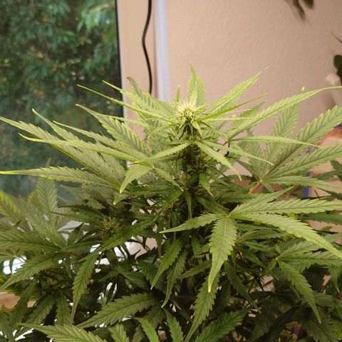 Dosi growlog timeline photo