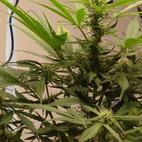 Dosi growlog timeline photo