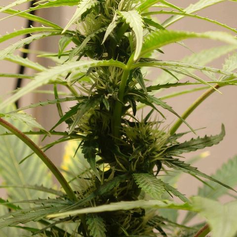 Dosi growlog timeline photo
