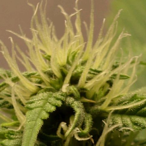 Dosi growlog timeline photo