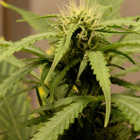 Dosi growlog timeline photo