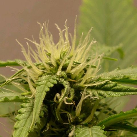 Dosi growlog timeline photo