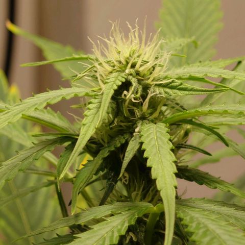 Dosi growlog timeline photo