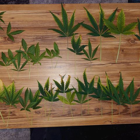 Dosi growlog photo: Mal ein bisschen entlaubt.