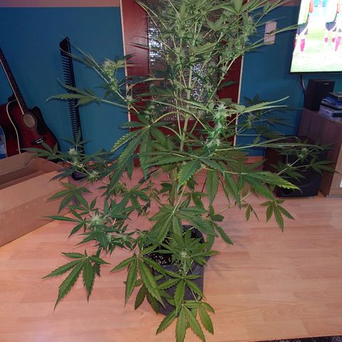 Dosi growlog photo: Mal ein bisschen entlaubt.