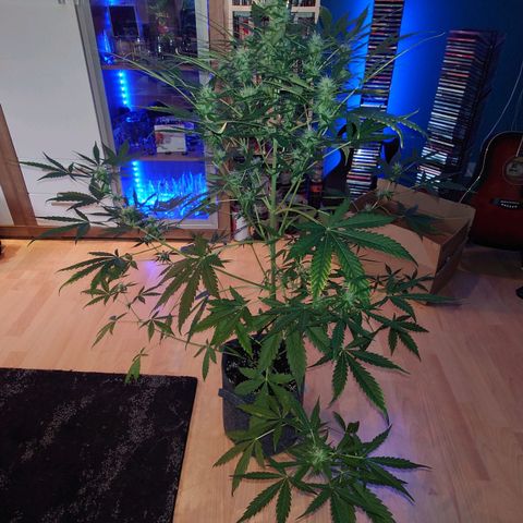 Dosi growlog photo: Mal ein bisschen entlaubt.