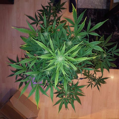 Dosi growlog photo: Mal ein bisschen entlaubt.