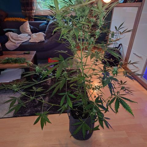 Dosi growlog photo: Mal ein bisschen entlaubt.