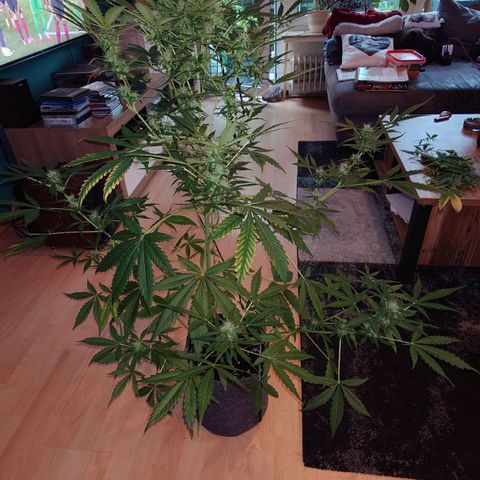 Dosi growlog photo: Mal ein bisschen entlaubt.
