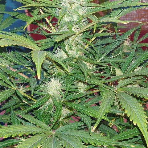 Dosi growlog photo: Mal ein bisschen entlaubt.