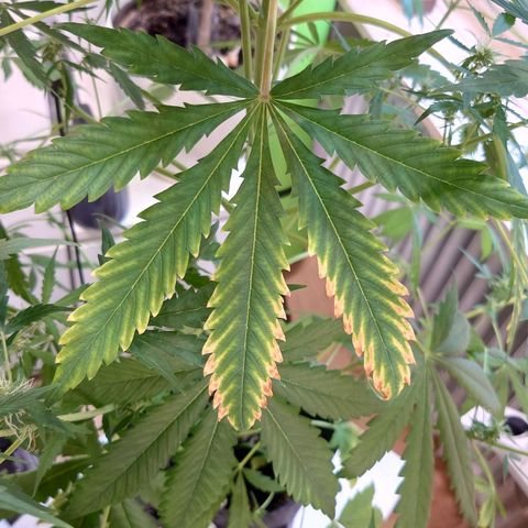 Dosi growlog timeline photo