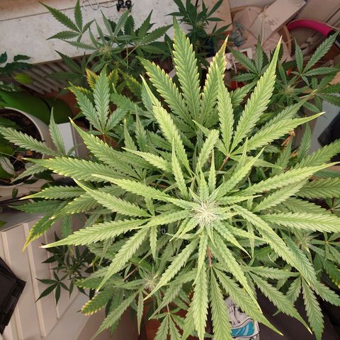 Dosi growlog timeline photo