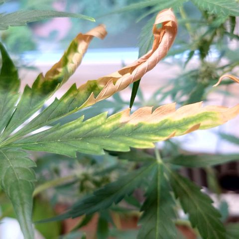 Dosi growlog timeline photo