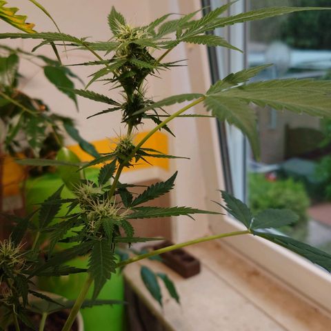 Dosi growlog timeline photo