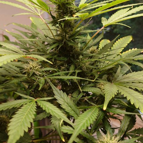Dosi growlog timeline photo