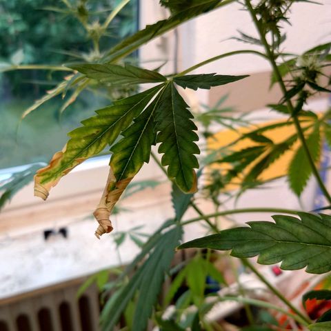 Dosi growlog timeline photo