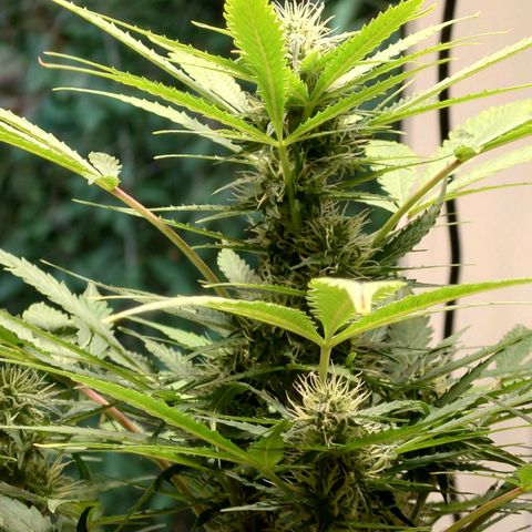 Dosi growlog timeline photo