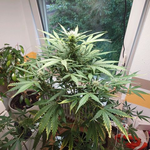 Dosi growlog timeline photo