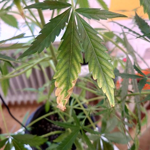 Dosi growlog timeline photo