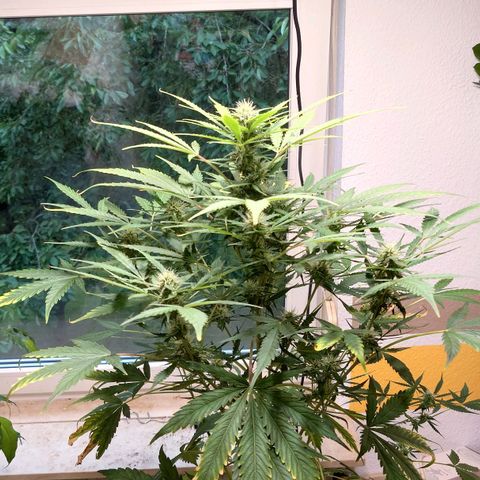 Dosi growlog timeline photo