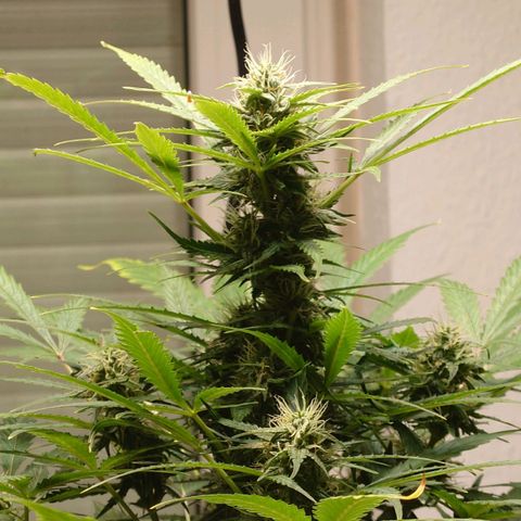 Dosi growlog timeline photo