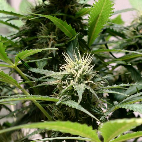 Dosi growlog timeline photo