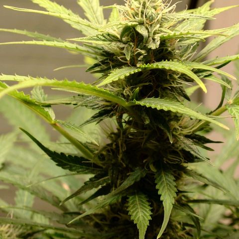 Dosi growlog timeline photo