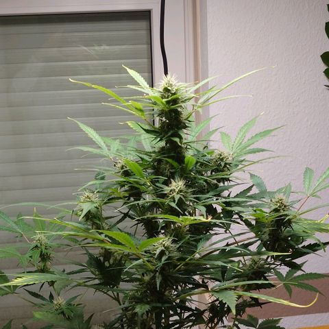 Dosi growlog timeline photo