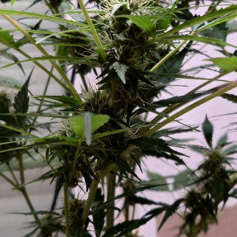 Dosi growlog timeline photo
