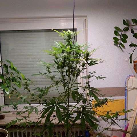 Dosi growlog timeline photo